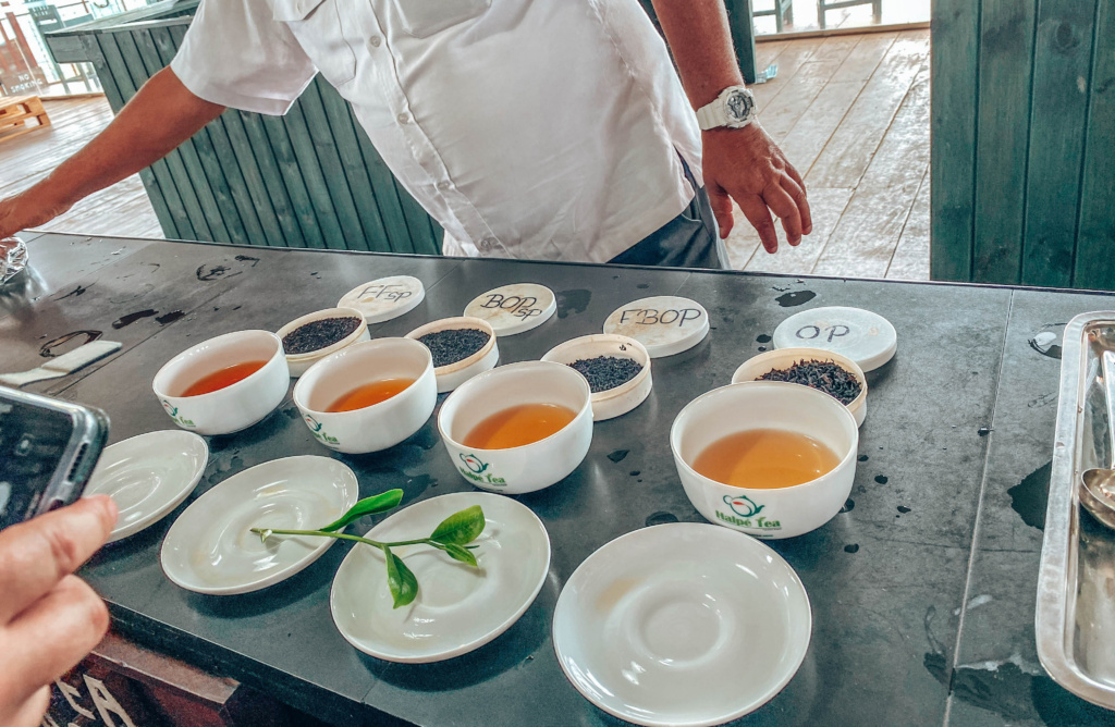 tea tasting