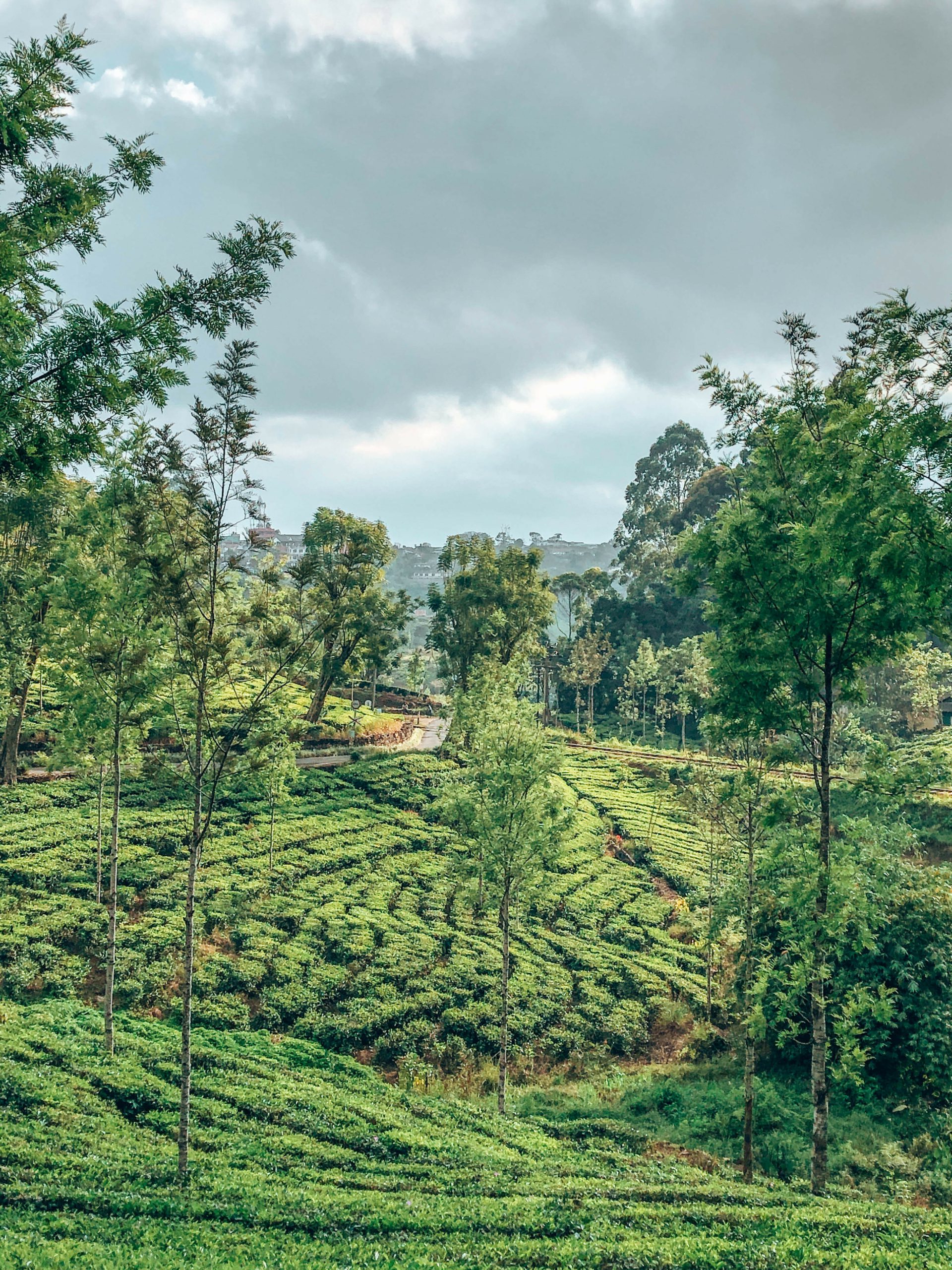 beautiful view of tea plantation
