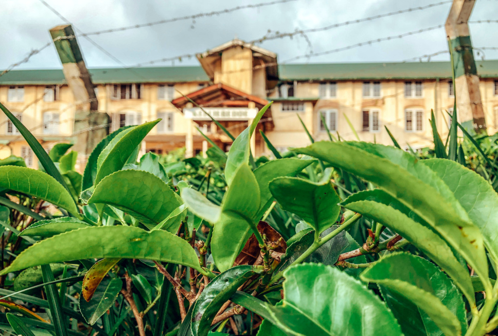 beautiful tea plants