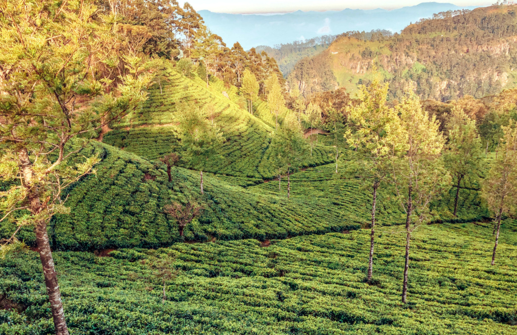 tea plantation