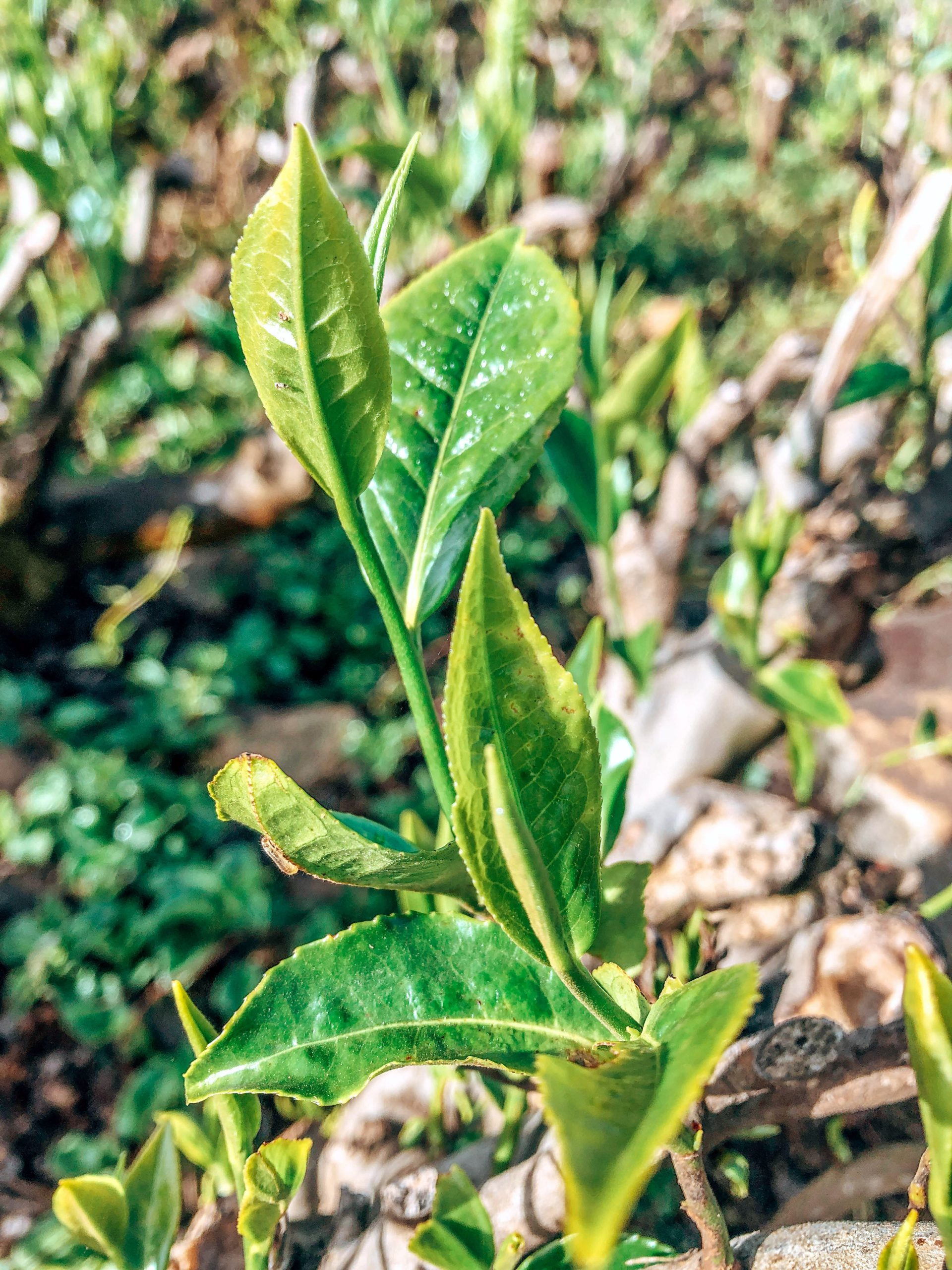 tea plants