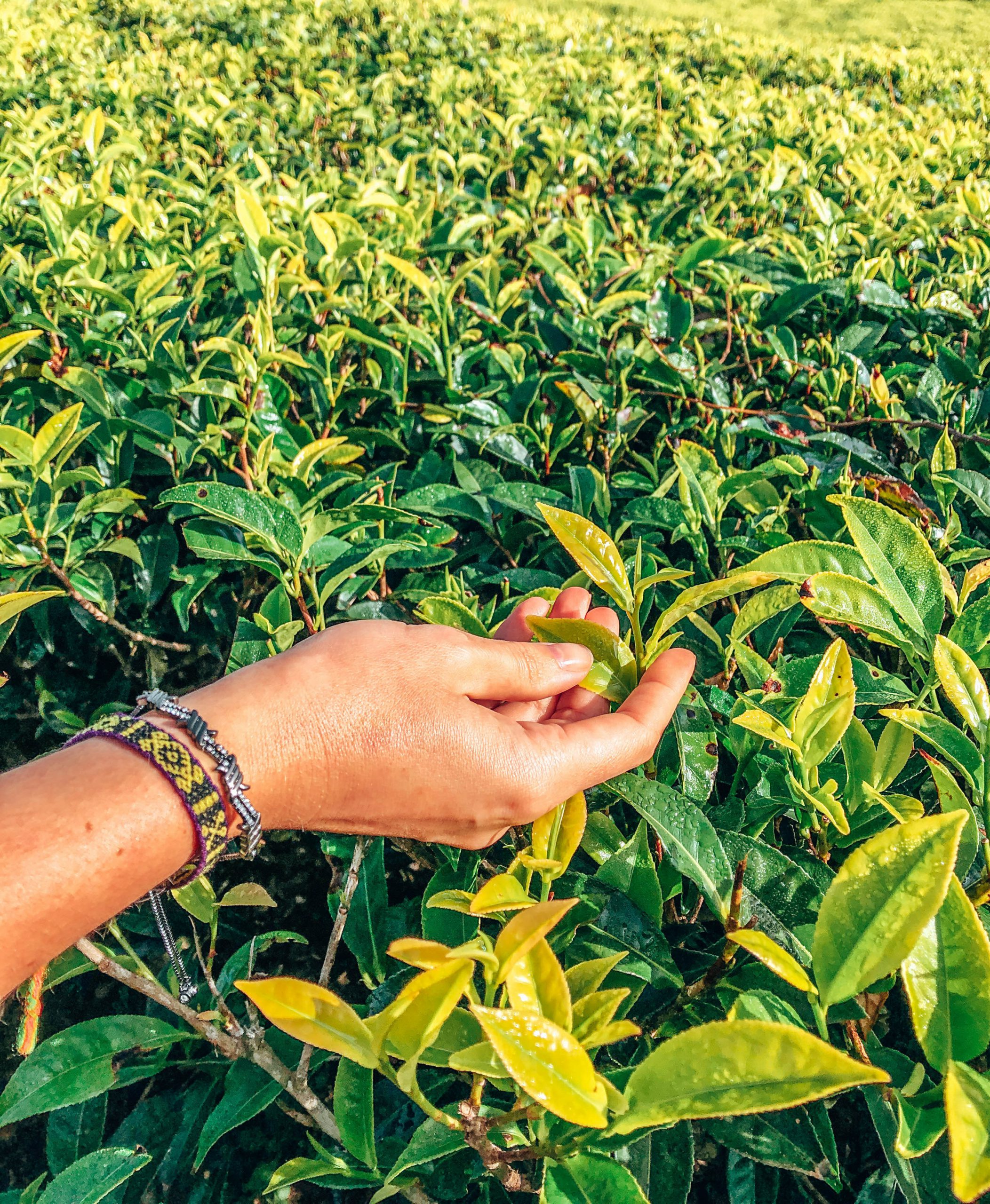 Woman gently touching a tea plant