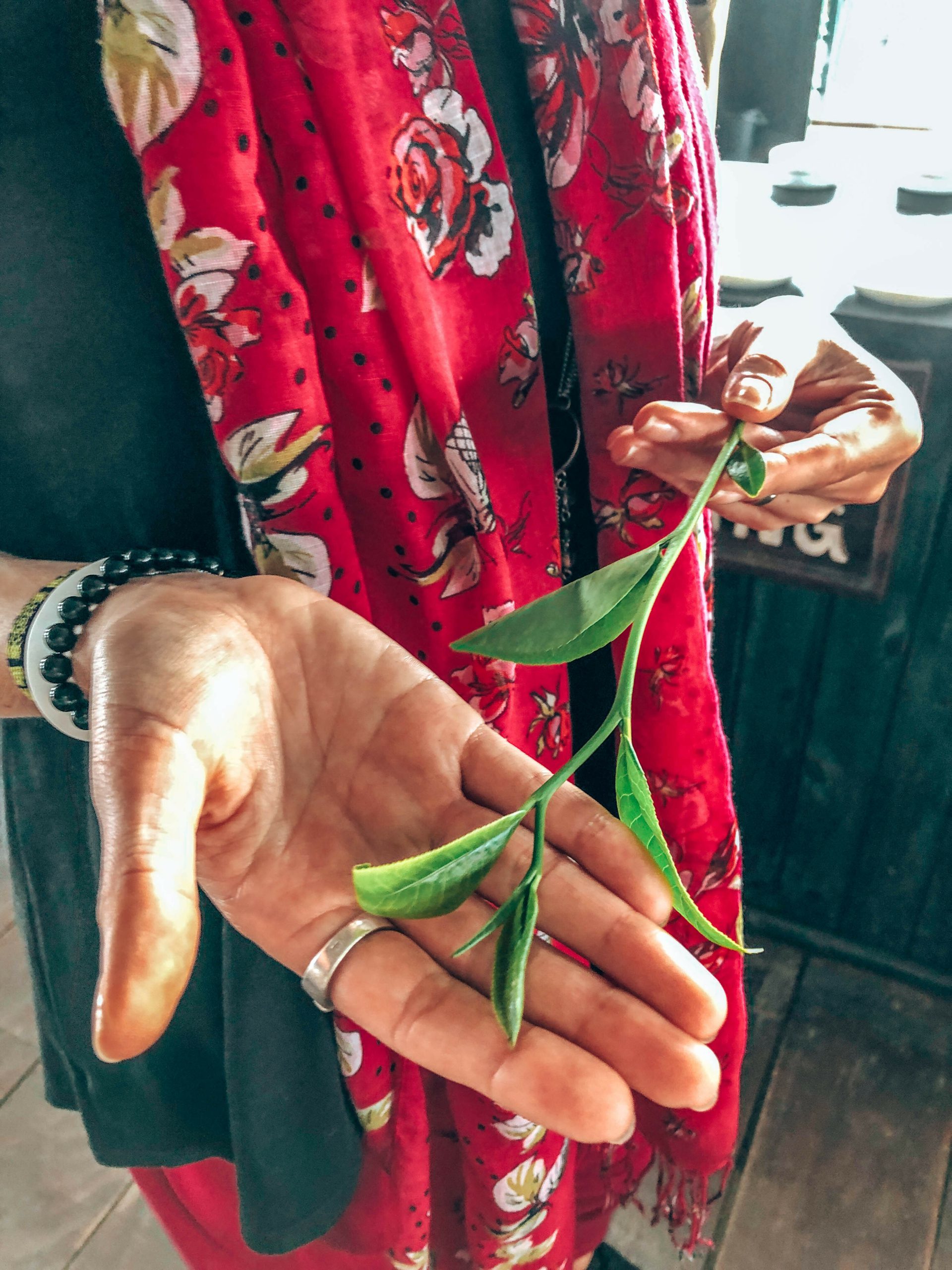tea leaf on woman's hand