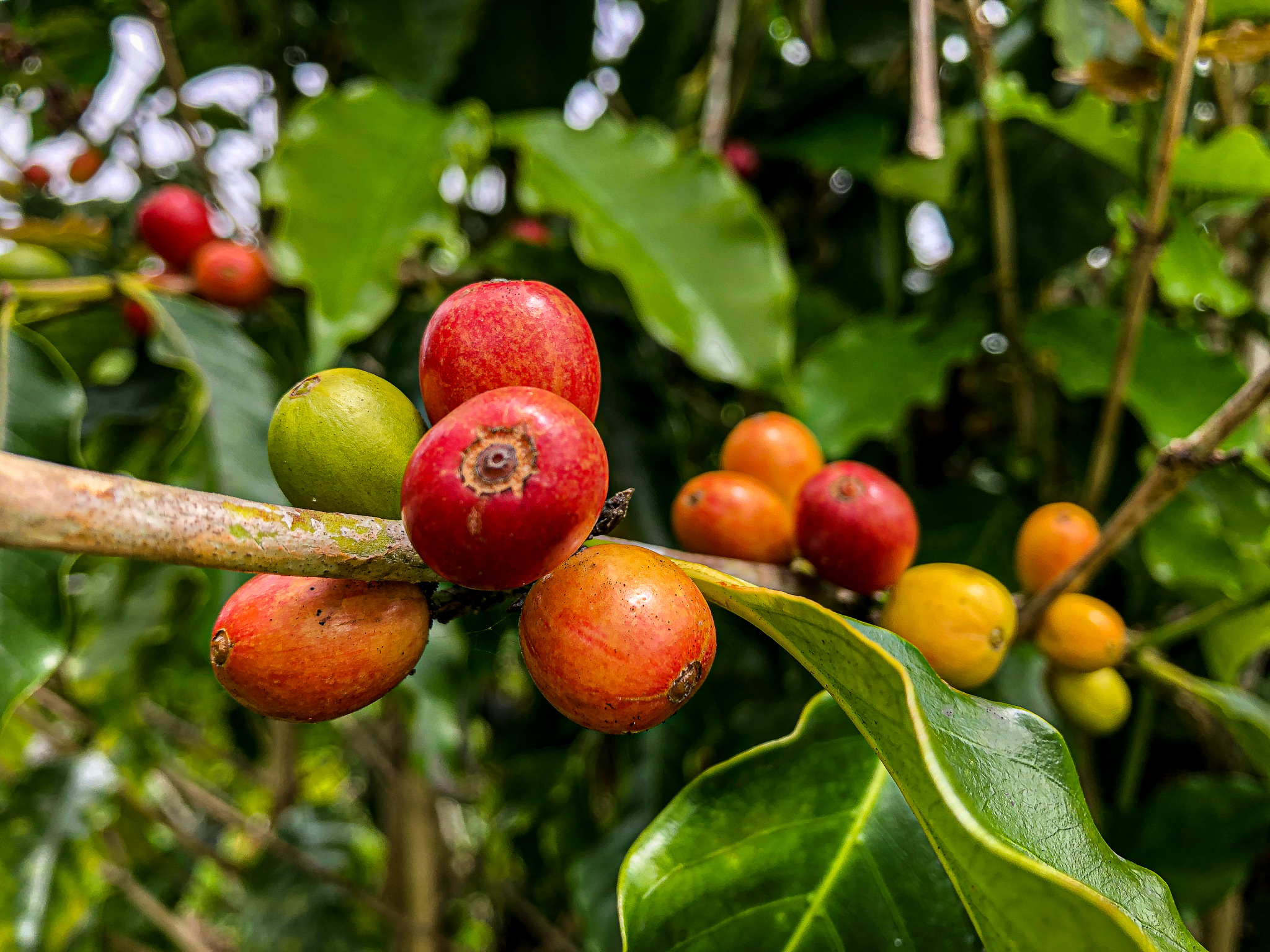 Kona coffee plant