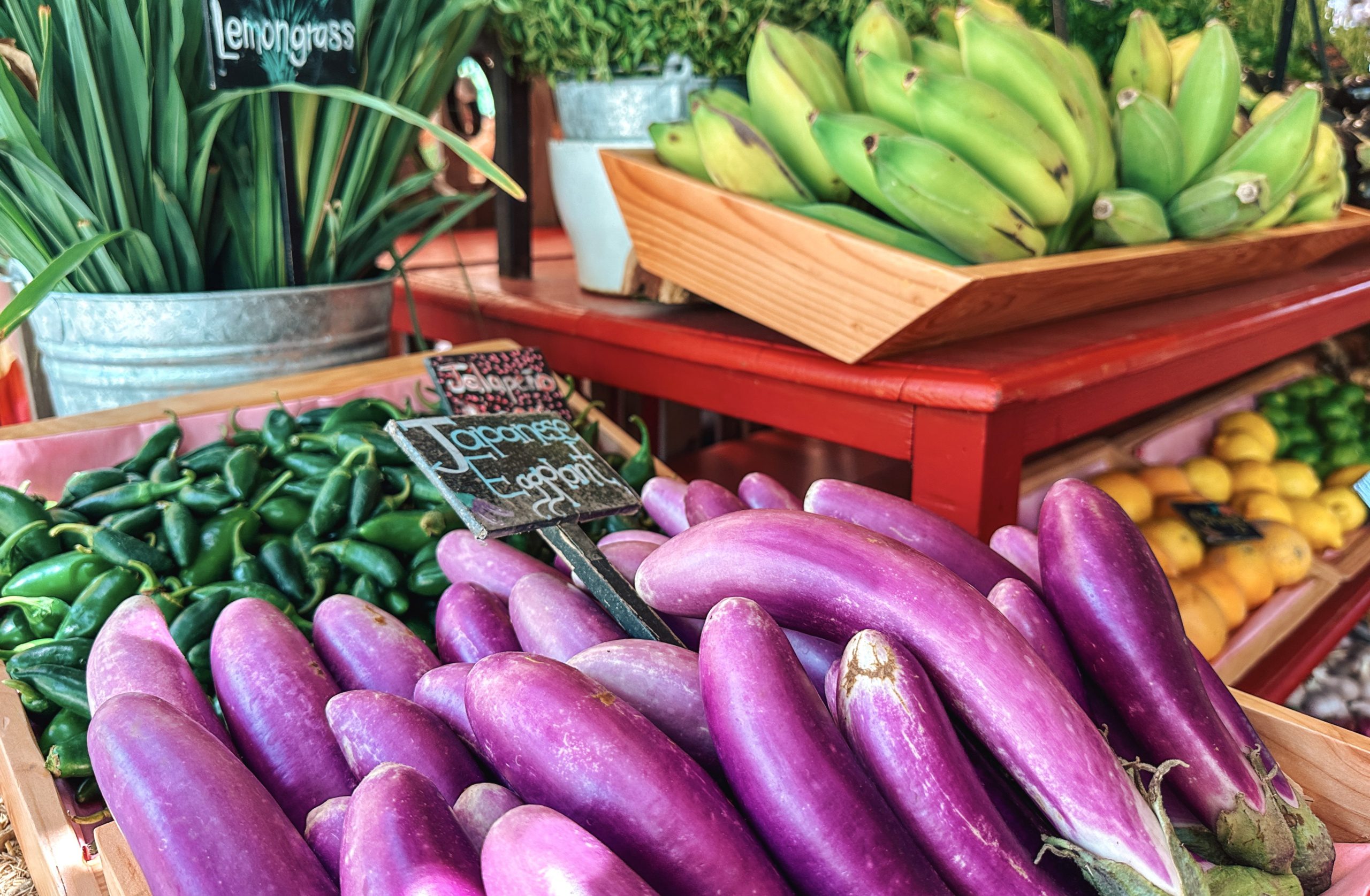 organic eggplant at flora farms cabo