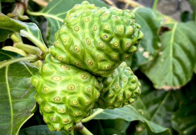 noni fruit plant in hawaii