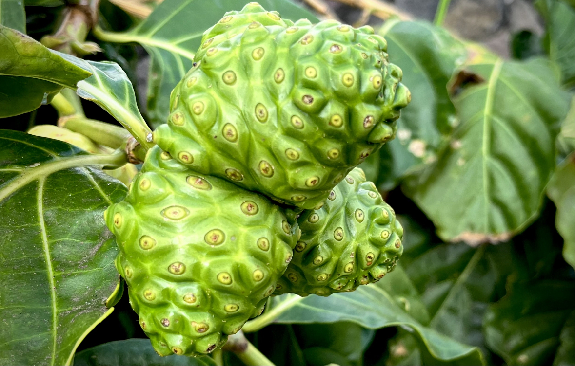 noni fruit plant in hawaii