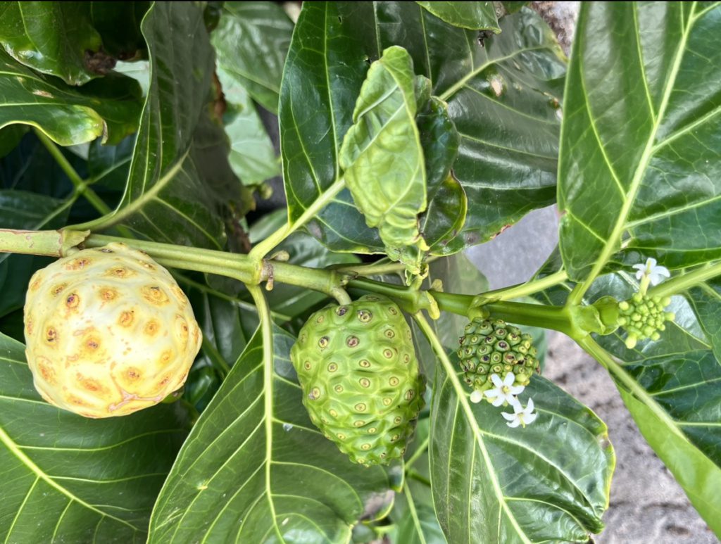 hawaiian noni fruit on the big island of hawaii