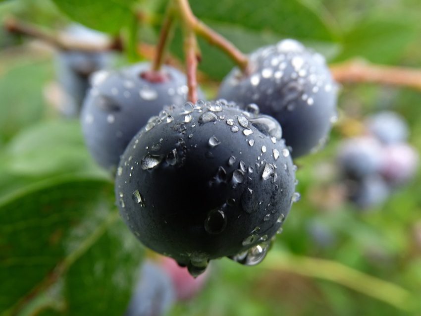 Montana Huckleberry: 10 Fascinating Facts