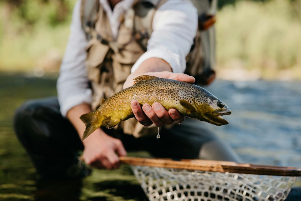 where to eat yellowstone trout