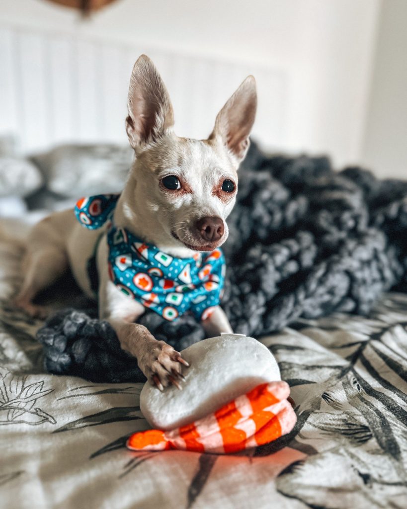 sushi the traveling chihuahua