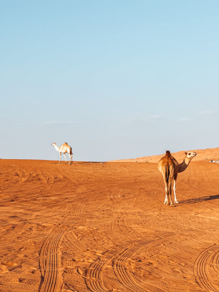 wahiba sands tour in oman