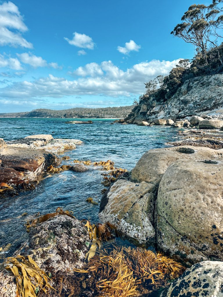 tasmania wild caught seafood