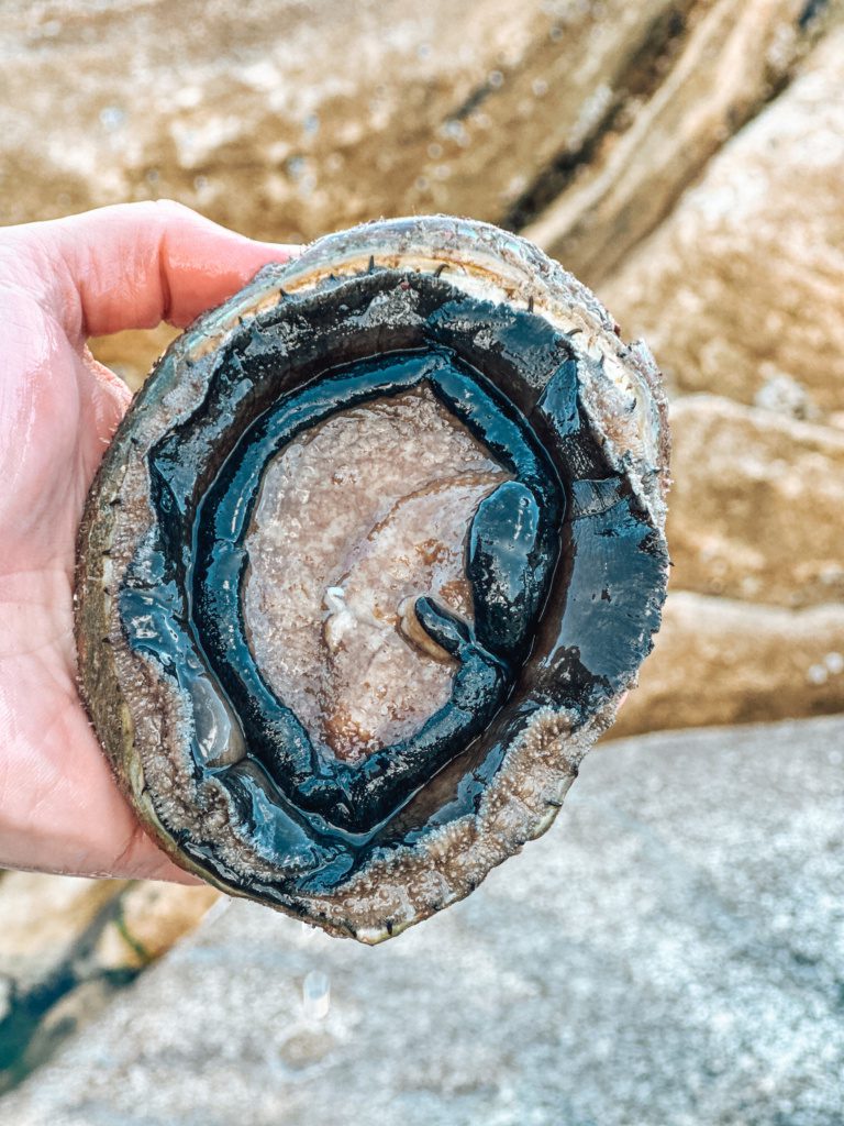 what is abalone