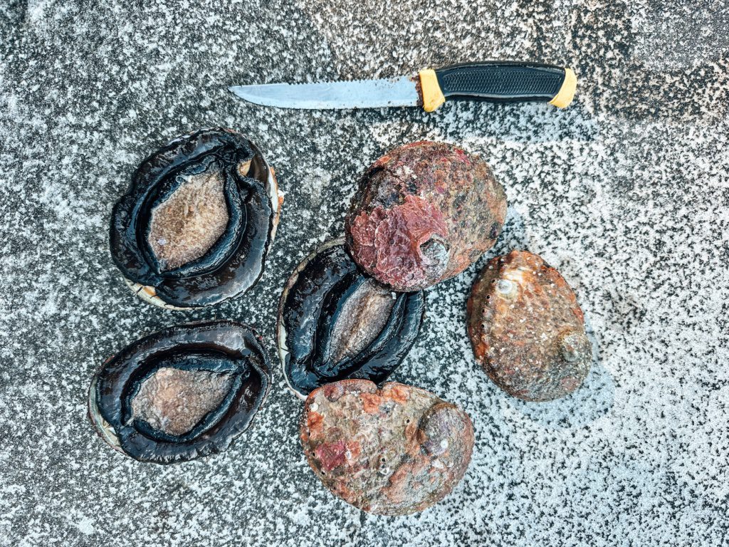 tassie wild abalone