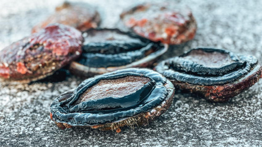 wild abalone