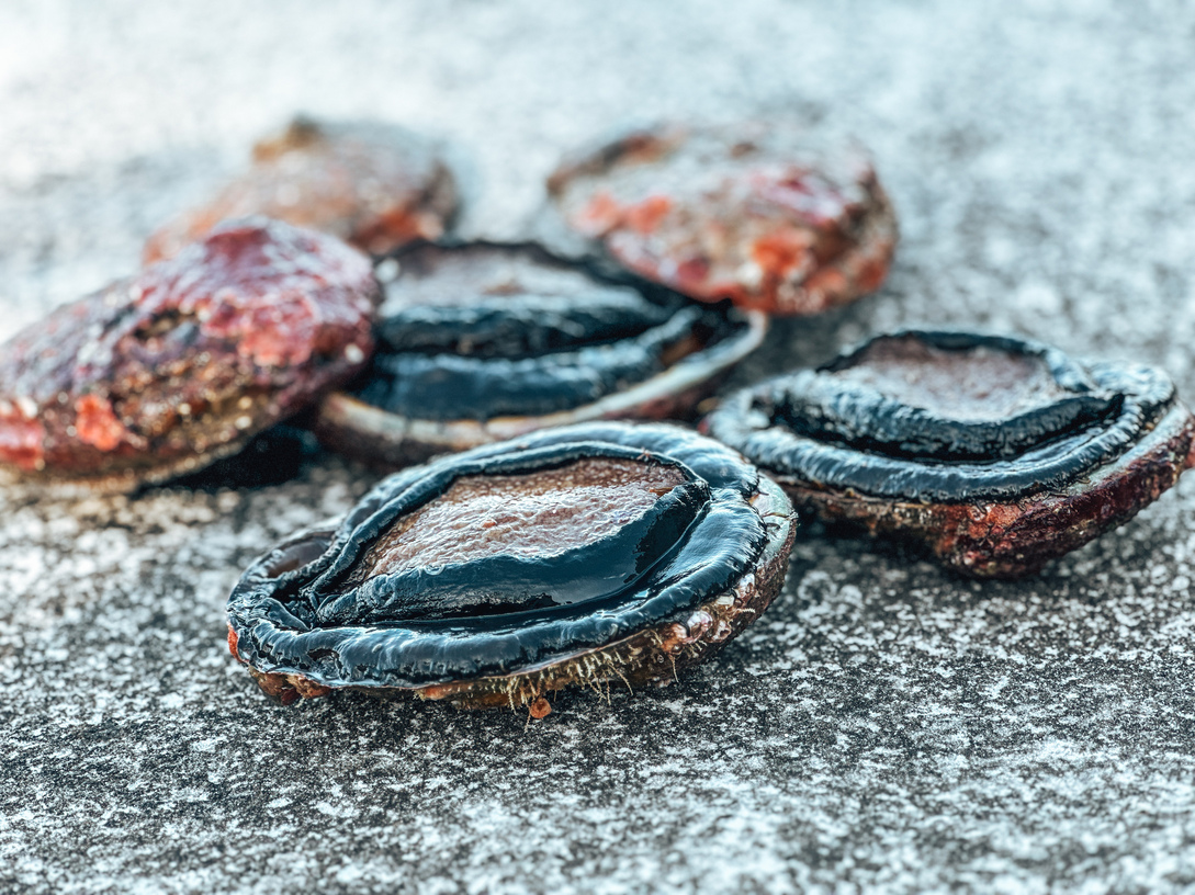 wild abalone