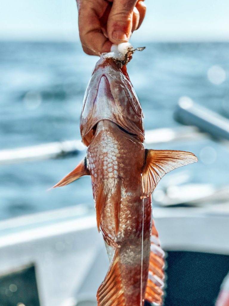 tasmanian perch fish