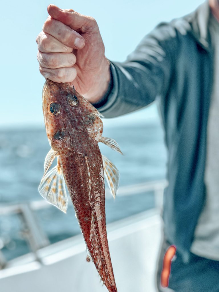 tasmanian flathead fish