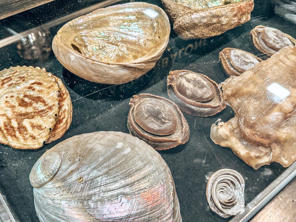 abalone shells