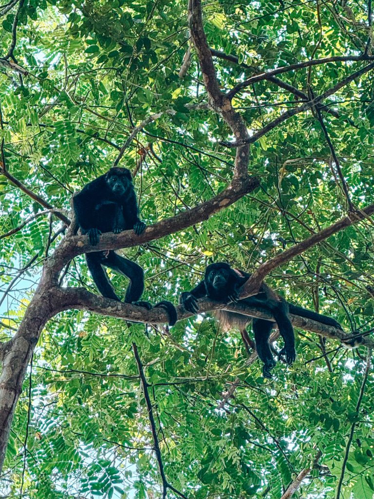 costa rica monkeys