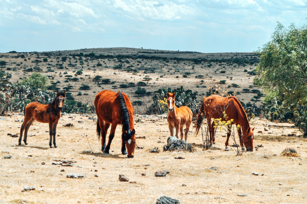 mexican wild horses