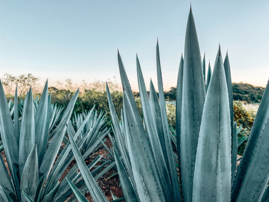 mezcal vs tequila