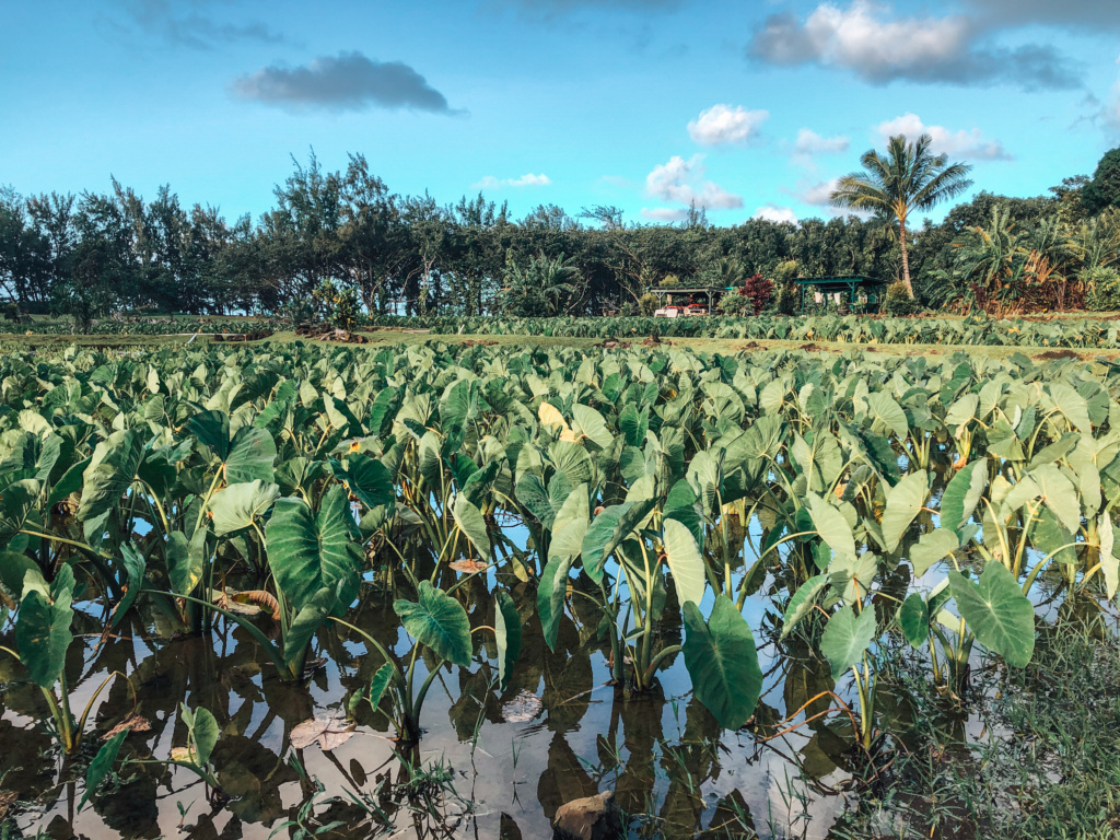 foods to try in hawaii