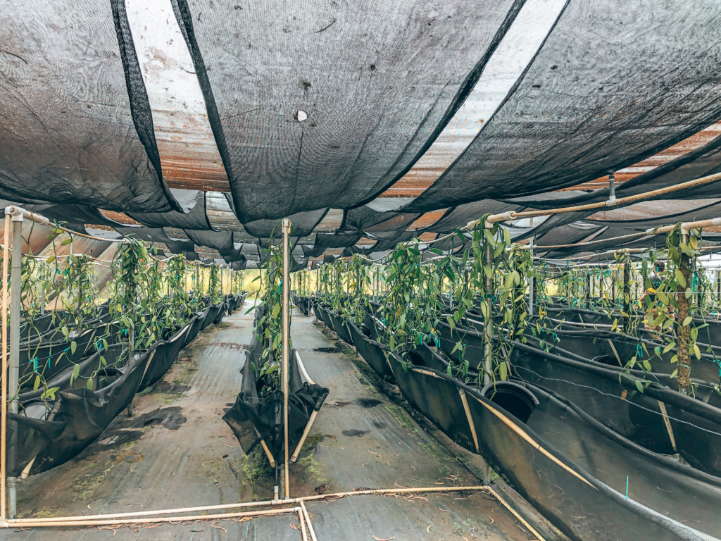 hawaiian vanilla company farm tour