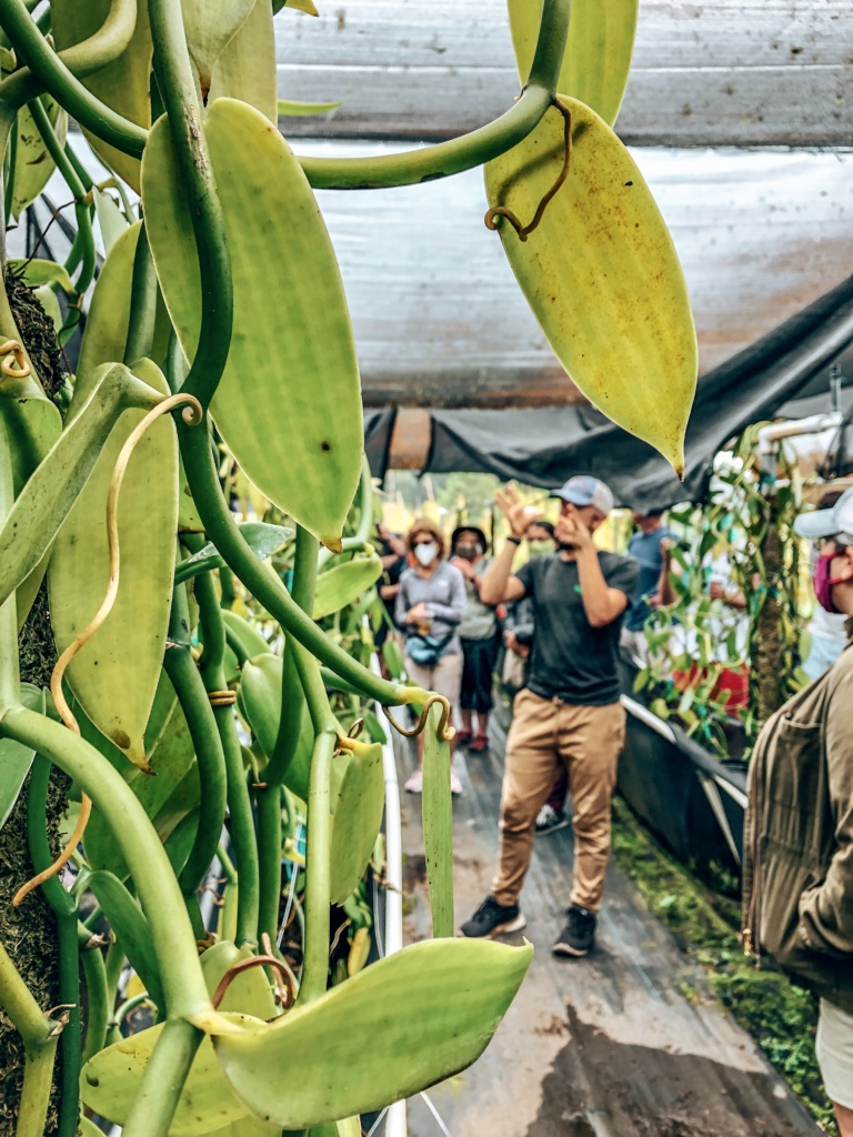 hawaiian vanilla company farm tour