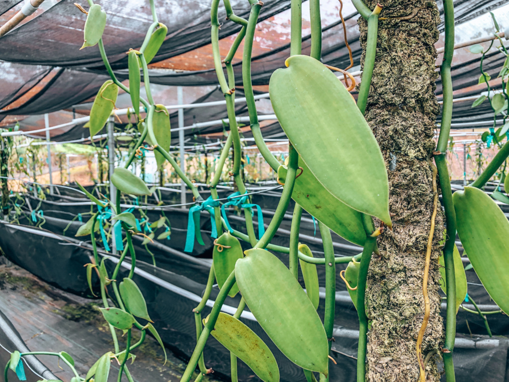hawaiian vanilla company farm tour