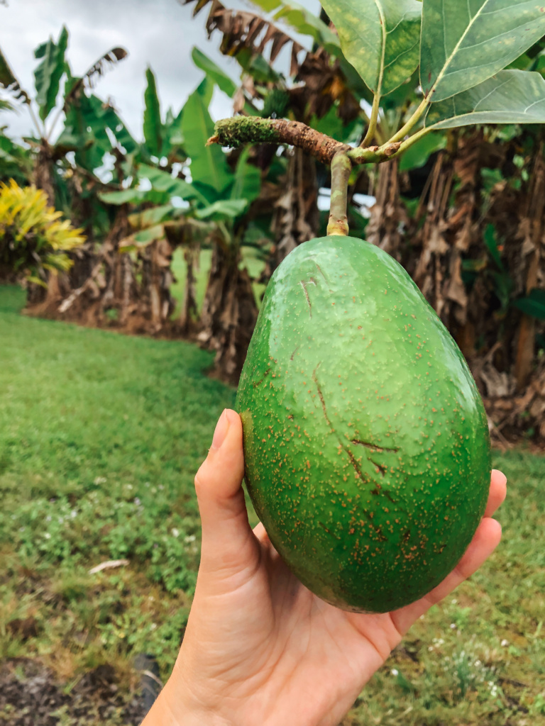 hawaiian avocado