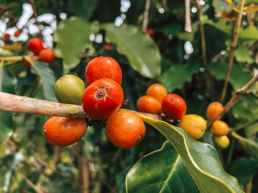 kona coffee tree