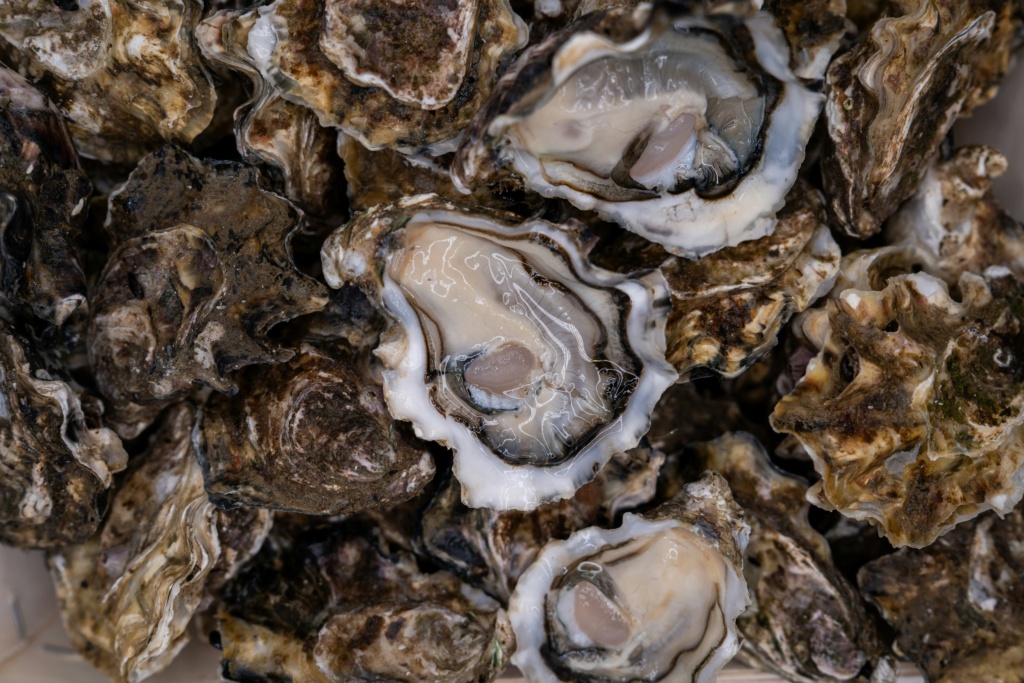 galway oysters irish cuisine 